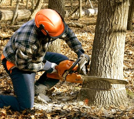 Tree Removal in Boswell, OK